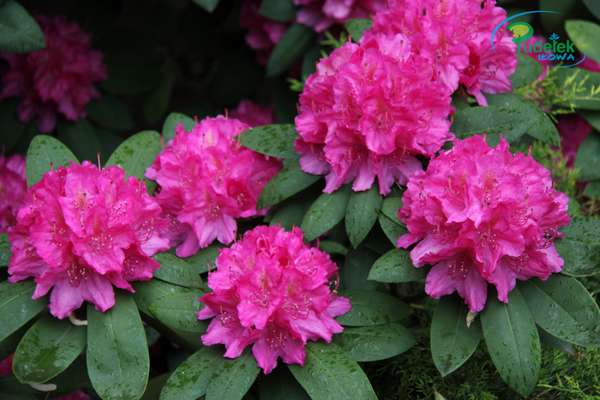 Rhododendron Katharine van Tool